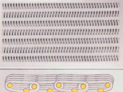聚脂成型网 聚脂成型网